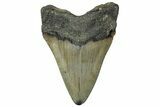 Fossil Megalodon Tooth - North Carolina #295232-1